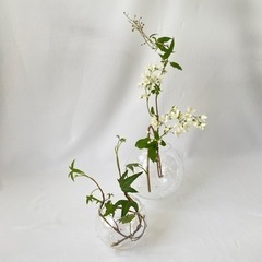未使用 テラリウム デザイナー雑貨 アクアリウム テラリウム 苔...
