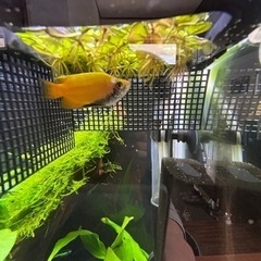 ゴールデンハニードワーフグラミー(若魚)