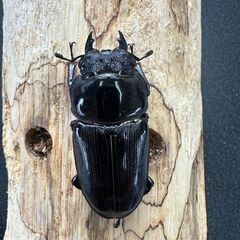 ☆能勢YG血統オオクワガタ成虫ペア85.1mm&53.5mm☆の画像