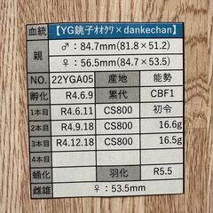 ☆能勢YG血統オオクワガタ成虫ペア85.1mm&53.5mm☆の画像