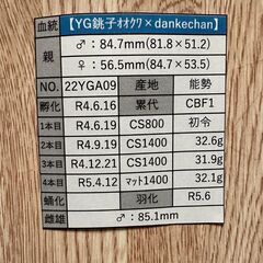 ☆能勢YG血統オオクワガタ成虫ペア85.1mm&53.5mm☆の画像