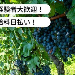【日払い】福岡県筑後市熊野でぶどうの花カット作業等のお仕事！【単...