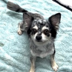 ご家族が決まりました🐶　たくさんのお問い合わせありがとうございました😌