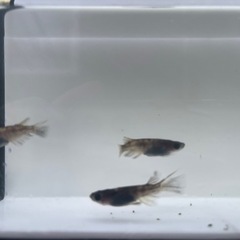 和墨メダカ