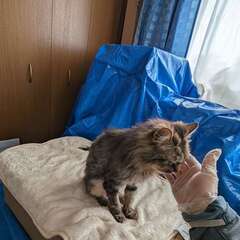 長毛のメス猫ちゃんの里親を募集しています