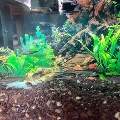 小魚mix    ボラの稚魚の画像