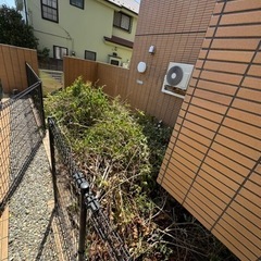 伐採した木の画像