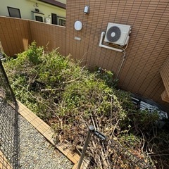 伐採した木の画像