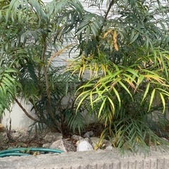 庭（家の周り）の草木の画像