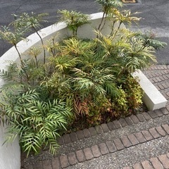 庭（家の周り）の草木の画像