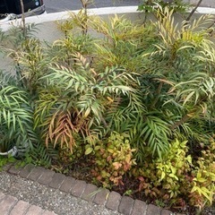 庭（家の周り）の草木の画像