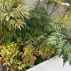 庭（家の周り）の草木の画像