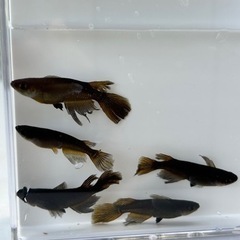 メダカ　黄泉　10匹　産卵中の画像