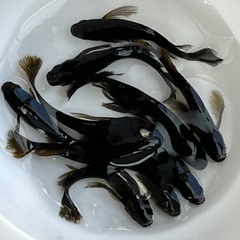 メダカ　黄泉　10匹　産卵中の画像