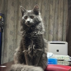 やり取り中オス猫 1歳 雑種 長毛 大型 − 鳥取県