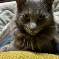 やり取り中オス猫 1歳 雑種 長毛 大型