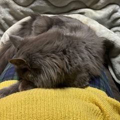 やり取り中オス猫 1歳 雑種 長毛 大型 - 西伯郡