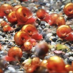 レッドラムズホーン　リピーター様無料の画像