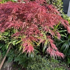 草木　さしあげます
