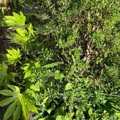 草木　さしあげます
の画像