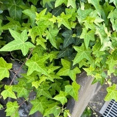 草木　さしあげます
の画像