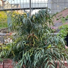 マホニア・コンフューサ　植物