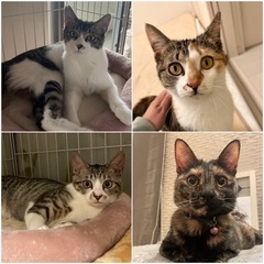 生後6ヶ月~8ヶ月の猫ちゃん