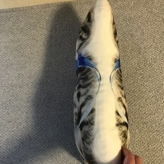 スポーツ 野球の画像