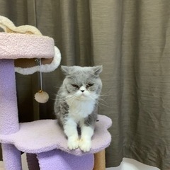 エキゾチックシートヘア　メス　ハチワレ