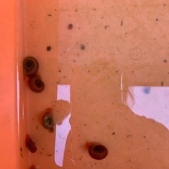 ラムズホーンの画像