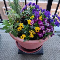 20%引　ハーブとビオラ（直径36㎝鉢植え）