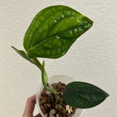 観葉植物　モンステラ　ジェイドシャトルコックの画像