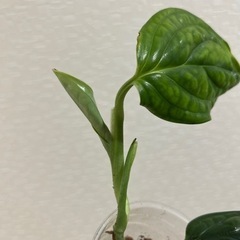 観葉植物　モンステラ　ジェイドシャトルコックの画像
