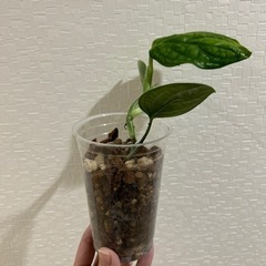 観葉植物　モンステラ　ジェイドシャトルコックの画像
