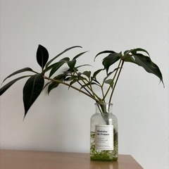 観葉植物　シェフレラ　ツピタンサス