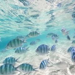 ４月２４日１３時半うるま市で魚眺めませんか？？友達募集