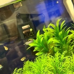 取引停止中　【大人気】キラースネール　スネール（タニシ）駆除、水槽の残餌処理に大活躍！の画像