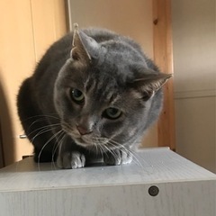 人が大好きな元地域猫