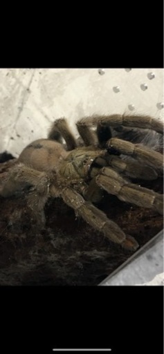 タランチュラ、奇虫、昆虫、ケージ付き