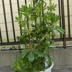 【無料】トベラの木　2本（鉢植え）芝桜、オシロイバナが共生しています