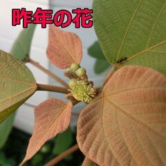 【無料】アカメガシワの木（鉢植え）2024.4植え替え済み　たぶんオスの画像