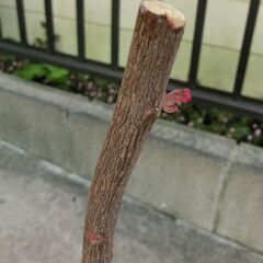 【無料】アカメガシワの木（鉢植え）2024.4植え替え済み　たぶんオスの画像
