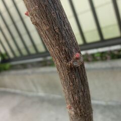 【無料】アカメガシワの木（鉢植え）2024.4植え替え済み　たぶんオスの画像