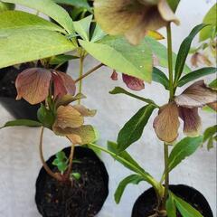 花終わり大幅お値下げ❗クリスマスローズの画像