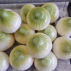 新玉ねぎ②