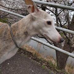 見つかりました！エメラ