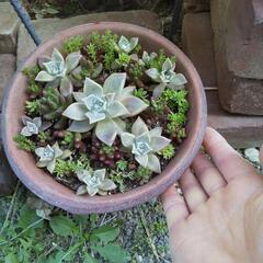多肉植物寄せ植え①　鉢付お渡しの画像