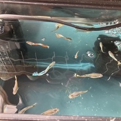 小型の熱帯魚/メダカ
