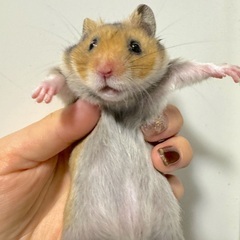 ゴールデンハムスター里親募集　※全て里親様決定しましたm(_ _)m