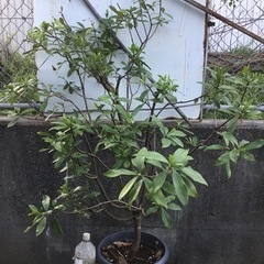 沈丁花　白　１２０センチ
